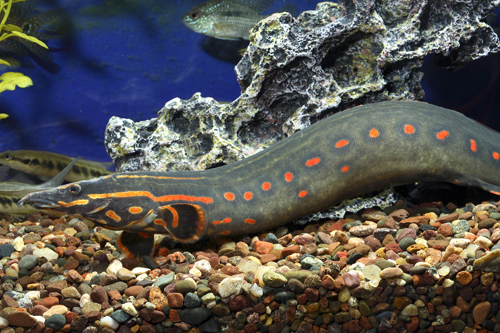 picture of Fire Eel Xlg                                                                                         Mastacembelus erythrotaenia