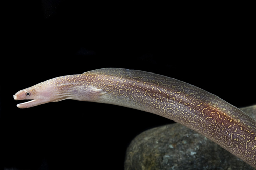 picture of Snowflake Freshwater Moray Eel Med                                                                   Gymnothorax sp.