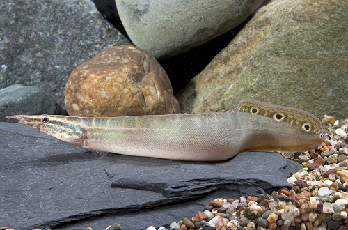 picture of Peacock Eel Sml                                                                                      Macrognathus siamensis