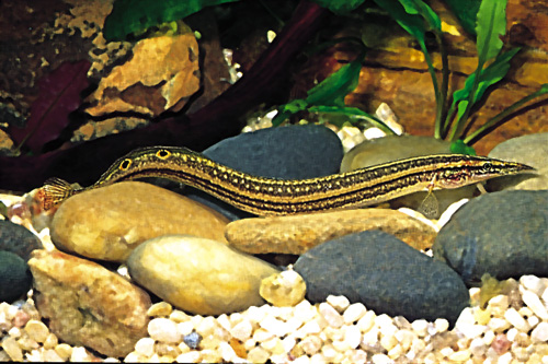 picture of Striped Peacock Eel Reg                                                                              Macrognathus aculeatus