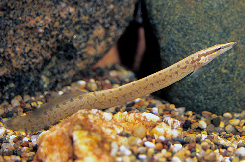 picture of Tiretrack Eel Sml                                                                                    Mastacembelus armatus armatus