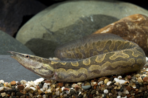 picture of Tiretrack Eel M/L                                                                                    Mastacembelus armatus armatus