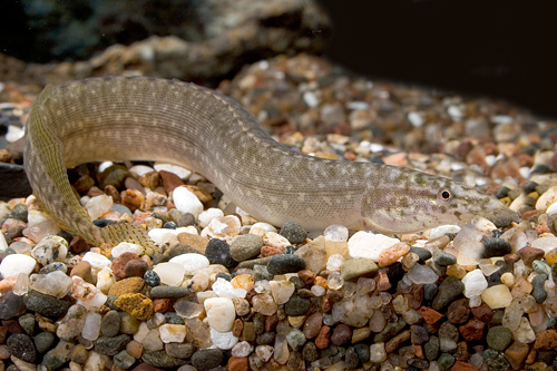 picture of Yellowtail Spiny Eel Reg                                                                             Mastacembelus armatus var. yellowtail