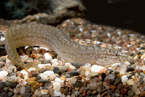 picture of Yellowtail Spiny Eel Med                                                                             Mastacembelus armatus var. yellowtail