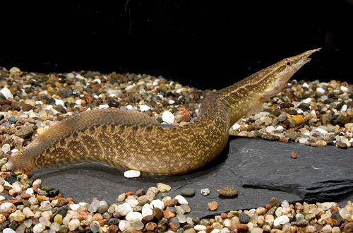 picture of Zig Zag Eel Med                                                                                      Mastacembelus circumcinctus