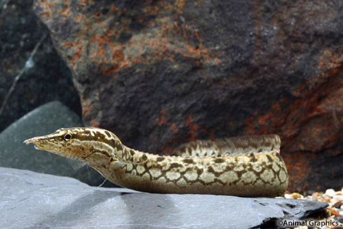 picture of Black Spotted Eel Reg                                                                                Mastacemblus dayi