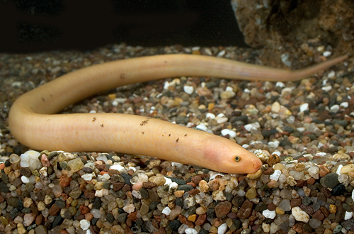 picture of Gold Tulip Eel Lrg                                                                                   Monopterus cuchia