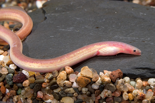 picture of Pink Paddletail Eel Reg                                                                              Moringua raitaborua