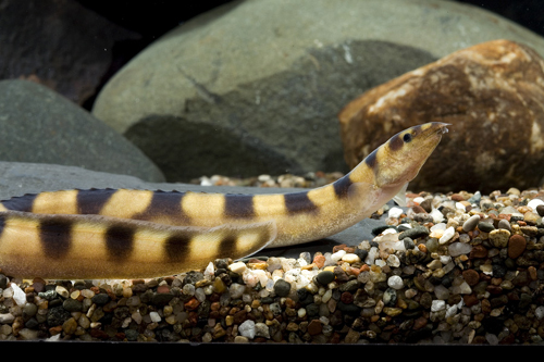 picture of Zebra Eel Tanganyika Med                                                                             Mastacembelus plagiostoma 