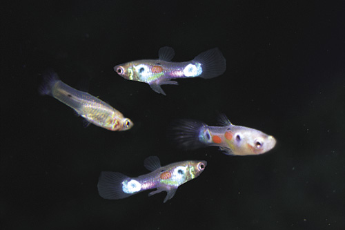 picture of Feeder Guppy Each Reg                                                                                Poecilia reticulata