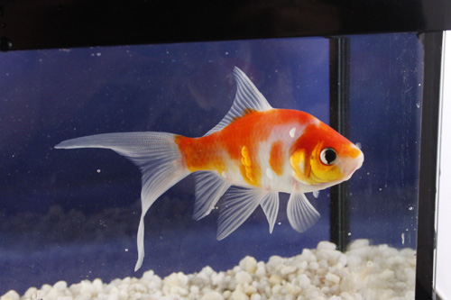 picture of Feeder Creamsicle Comet Each M/S                                                                     Carassius auratus