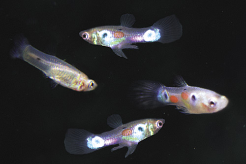 picture of Feeder Guppy Split Box                                                                               Poecilia reticulata