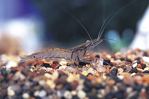 picture of Ghost Shrimp Split Box                                                                               Natantia gen. sp.