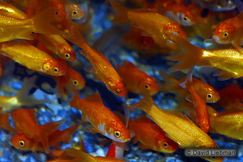 picture of Feeder Comet 150 Count Full Box M/S                                                                  Carassius auratus