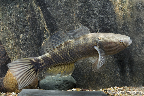 picture of Sleeper Goby Med                                                                                     Dormitator maculatus