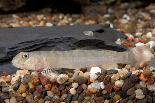 picture of Striped Goby Belem Med                                                                               Awaous flavus