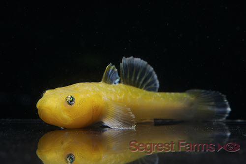 picture of Gold Australian Desert Goby Reg                                                                      Chlamydogobius eremius