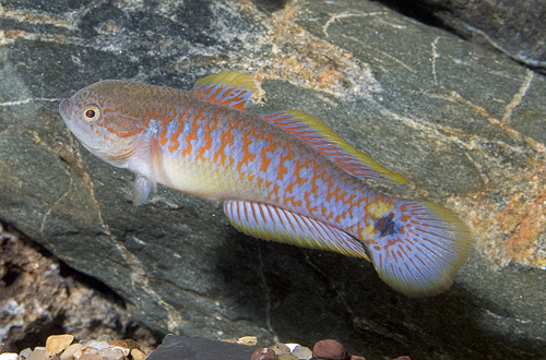 picture of Peacock Gudgeon Florida Reg                                                                          Tateurndina ocellicauda