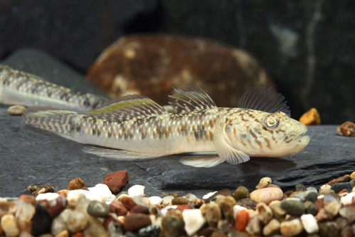 picture of Black Cheek Goby Reg                                                                                 Rhinogobius duospilus