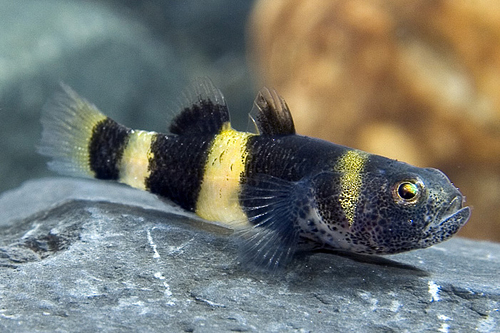 picture of Bumblebee Goby Sml                                                                                   Brachygobius doriae