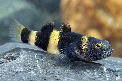 picture of Bumblebee Goby Lrg                                                                                   Brachygobius doriae