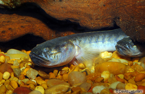 picture of Dragon Fish Goby Sml                                                                                 Gobioides broussonetti