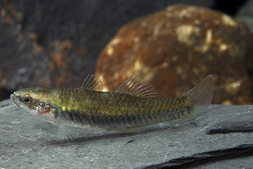 picture of Sunburst Gudgeon Reg                                                                                 Hypseleotris cyprinoides