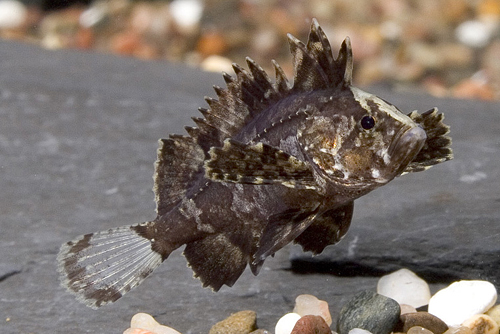 picture of Indian Butterfly Goby Reg                                                                            Vespicula depressifrons