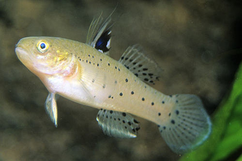 picture of Knight Goby Med                                                                                      Stigmatogobius sadanundio