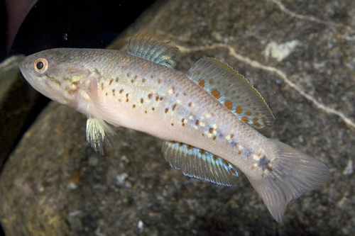 picture of Purple Spot Goby Reg                                                                                 Mogurnda adspersa