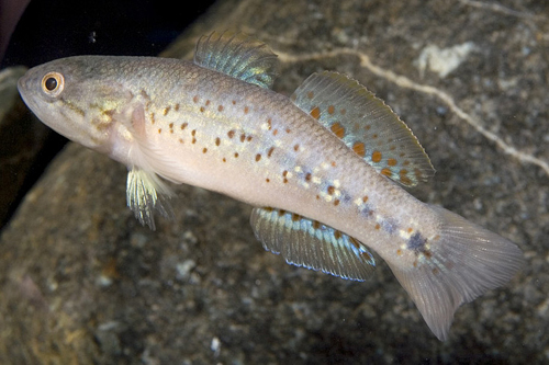 picture of Purple Spot Goby Med                                                                                 Mogurnda adspersa