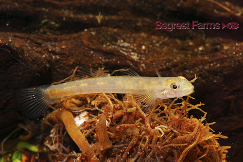 picture of Red Stiphodon Goby Reg                                                                               Stiphodon sp.