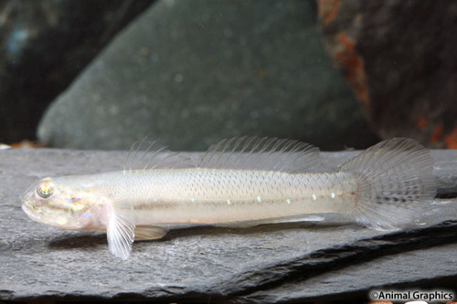 picture of Neon Purple Spotted Goby Reg                                                                         Acentrogobius viridipunctatus