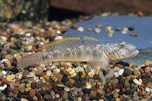 picture of Samurai Goby Reg                                                                                     Stiphodon sp.