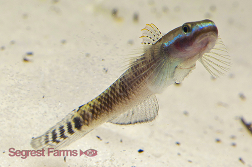 picture of Elegant Stiphodon Goby Male Reg                                                                      Stiphodon elegans