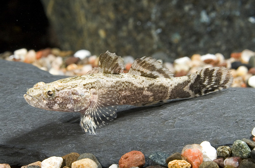 picture of Marble Goby Reg                                                                                      Oxyeleotris marmoratus