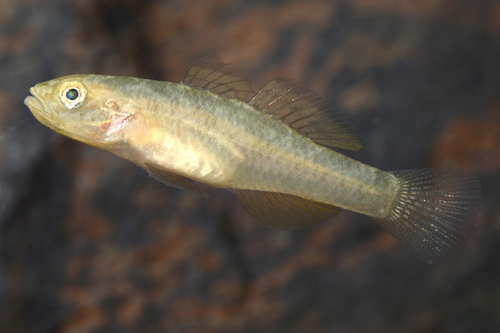 picture of Golden Goby Sulawesi Reg                                                                             Mugilogobius rexi