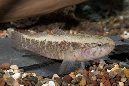 picture of Bicolored Goby Reg                                                                                   Giuris margaritacea