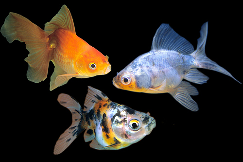 picture of Assorted Fantail Goldfish Sml                                                                        Carassius auratus