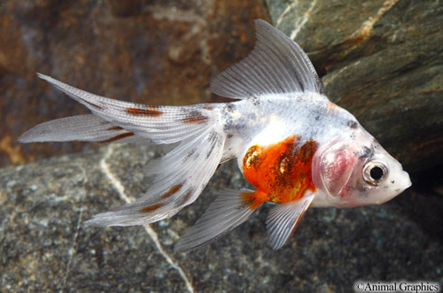 picture of Calico Fantail Goldfish M/L                                                                          Carassius auratus