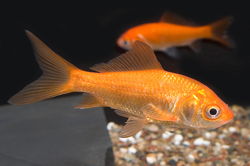 picture of Pond Comet Goldfish M/S                                                                              Carassius auratus