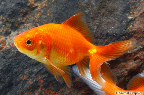 picture of Red Fantail Goldfish Reg                                                                             Carassius auratus