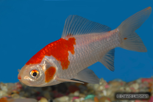 picture of Sarassa Comet Goldfish Med                                                                           Carassius auratus