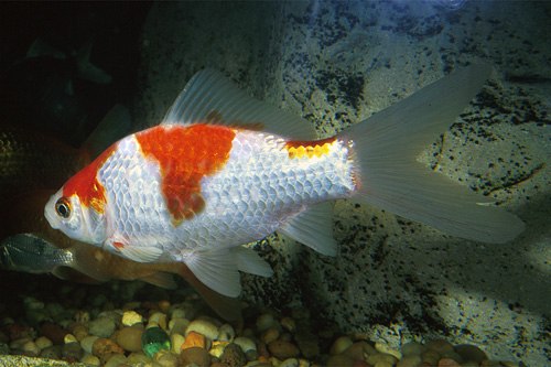 picture of Sarassa Comet Goldfish M/L                                                                           Carassius auratus