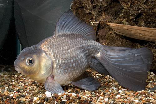 picture of Blue Fantail Goldfish Tank Raised Lrg                                                                Carassius auratus