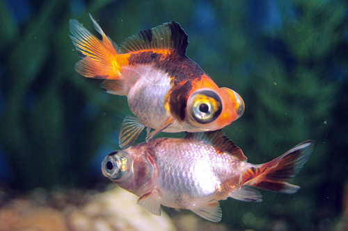 picture of Assorted Butterfly Telescope Goldfish Med                                                            Carassius auratus