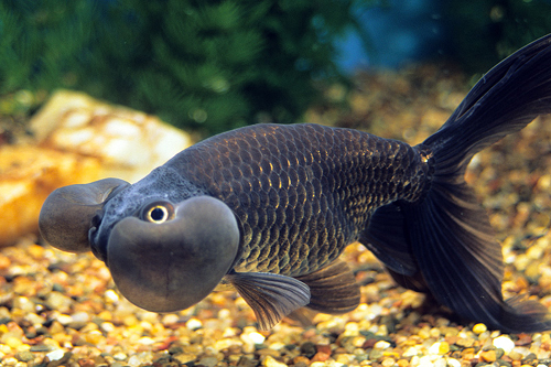 picture of Black Bubble Eye Goldfish Med                                                                        Carassius auratus