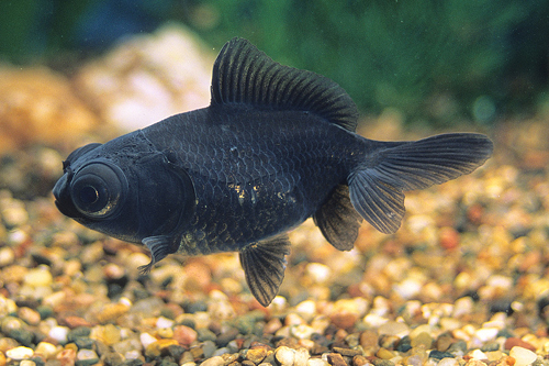 picture of Black Butterfly Telescope Goldfish Lrg                                                               Carassius auratus