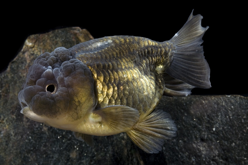 picture of Black Lionhead Goldfish Med                                                                          Carassius auratus