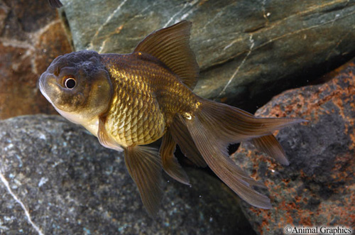 picture of Black Oranda Goldfish Reg                                                                            Carassius auratus